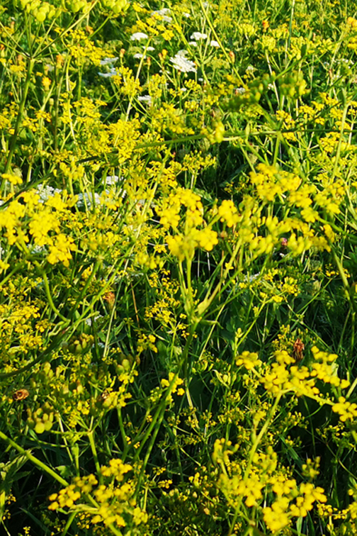 Wilder Fenchel