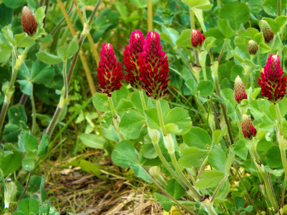 Phytohormone, die Hilfe aus der Natur